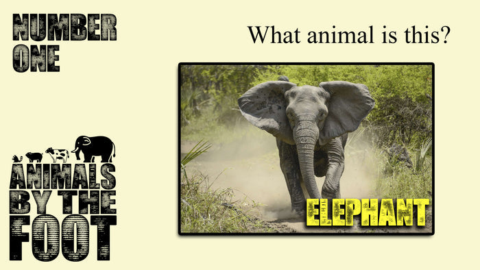 Animals By The Foot