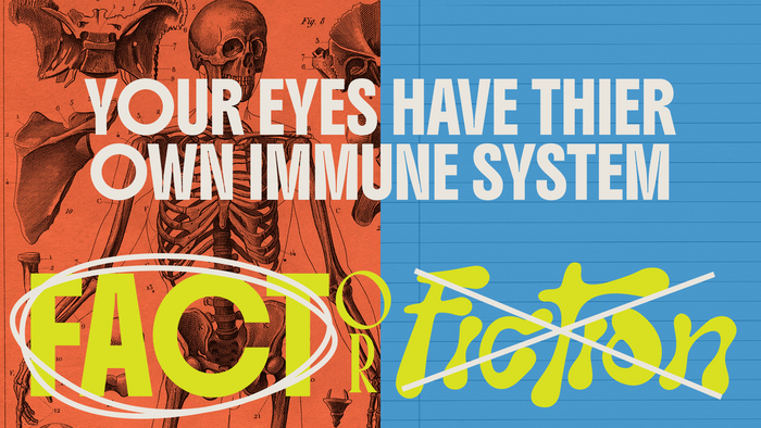Fact Or Fiction Human Body