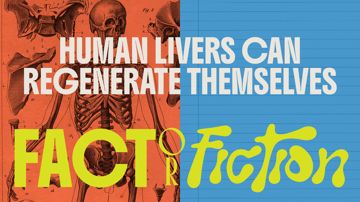 Fact Or Fiction Human Body
