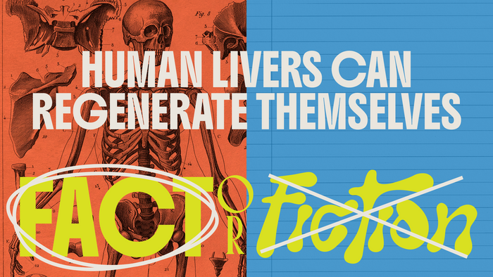 Fact Or Fiction Human Body