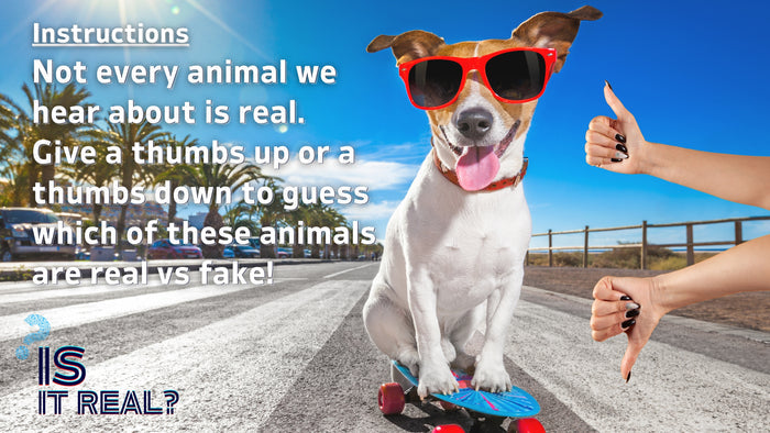 Is it Real? Animals Edition