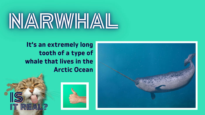 Is it Real? Animals Edition