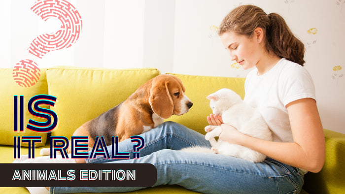 Is it Real? Animals Edition