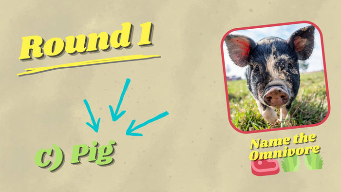 Name The Omnivore