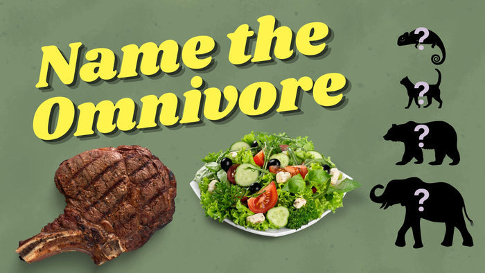 Name The Omnivore