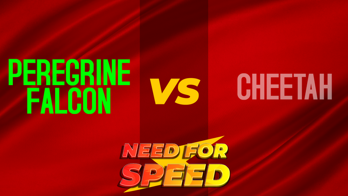 Need For Speed
