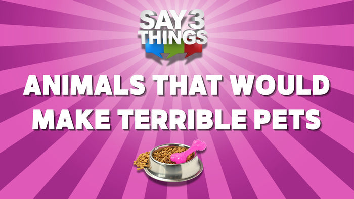 Say 3 Things