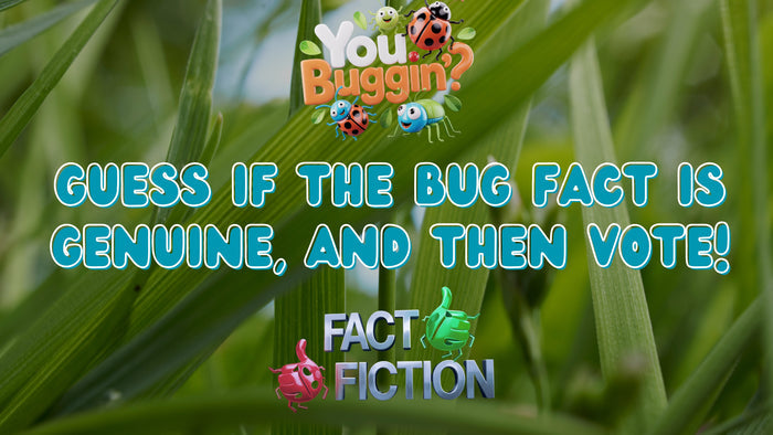 You Buggin'?