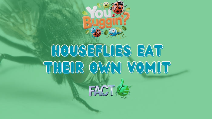 You Buggin'?