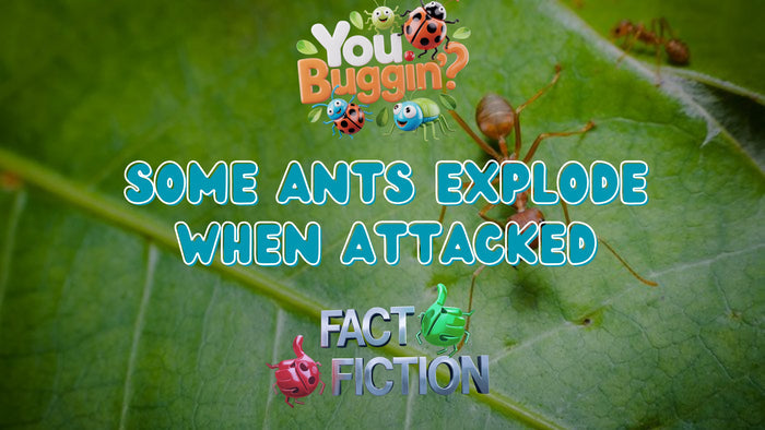 You Buggin'?
