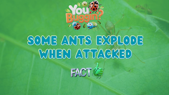 You Buggin'?
